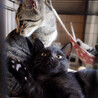 穏やかで猫と仲良し甘えん坊モックくん サムネイル6