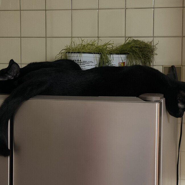 しん33のカバー写真