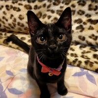 レナ