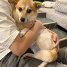 甘えん坊とお散歩開始！雑種の武43しむみんちゃん