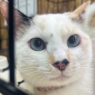 ブルーアイ三毛猫しいちゃん１歳避妊済