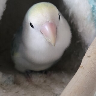 コザクラインコ