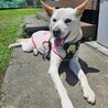 人が大好き！視覚に障害はあるけど散歩が大好きだよ！