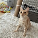 ゴロスリ茶トラの女の子！　キラリちゃん　推定6ヶ月