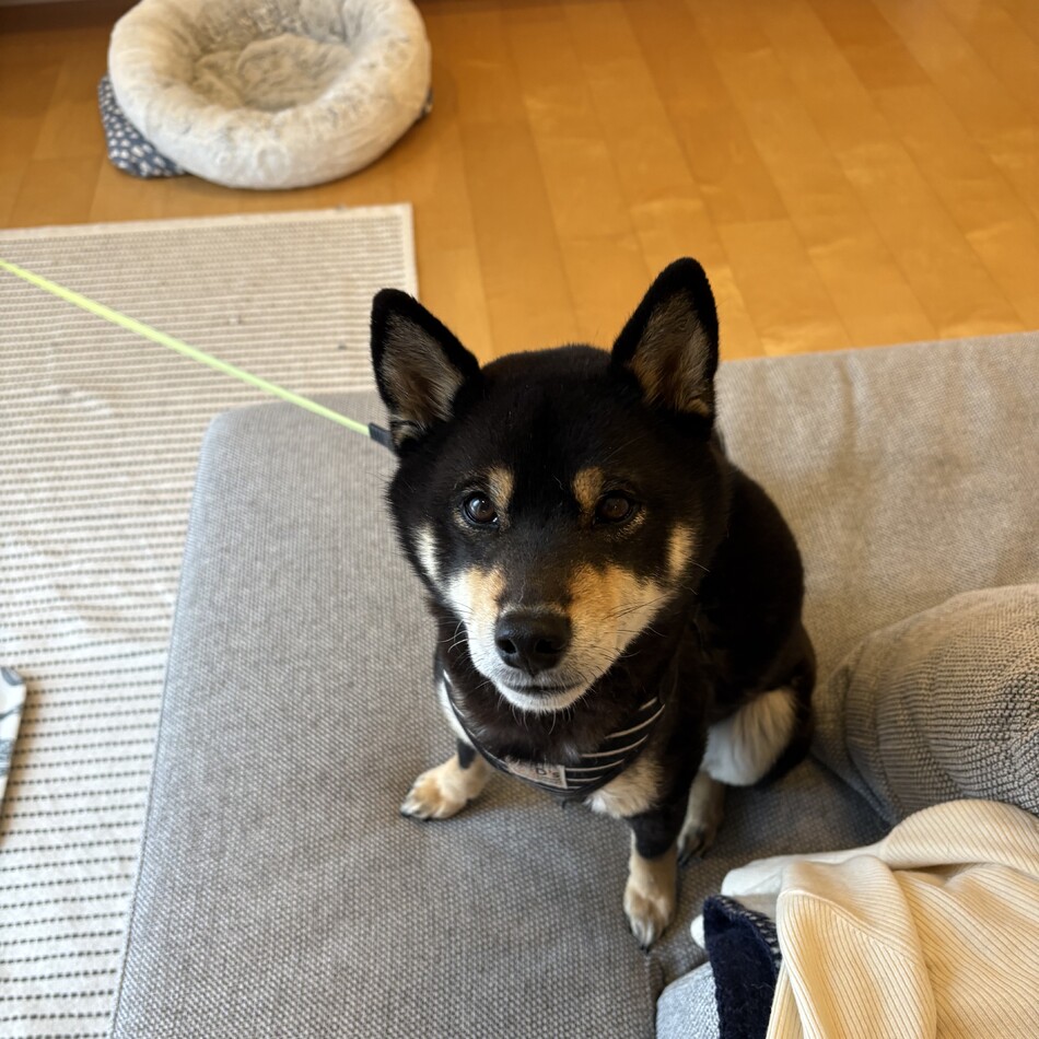 ブン太のカバー写真