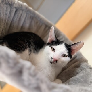廃業した牛舎で保護された生後2ヶ月半の子猫②