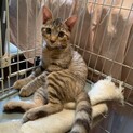 人懐こいパステルキジトラ ゼットン君