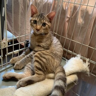 人懐こいパステルキジトラ ゼットン君