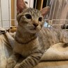 人懐こいパステルキジトラ ゼットン君