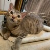人懐こいパステルキジトラ ゼットン君 サムネイル5