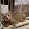 人懐こいパステルキジトラ ゼットン君 サムネイル6
