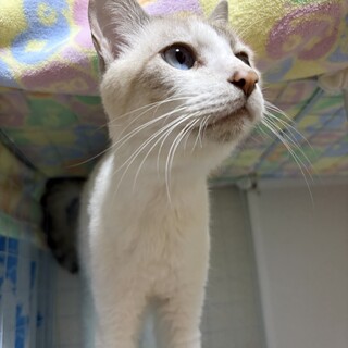 白茶 推定1～2歳オス