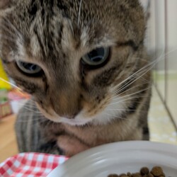 「おなす、吐き戻ししました涙」サムネイル2
