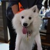 かにかまトリプル さん