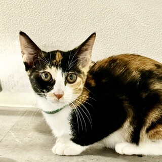 スリスリゴロゴロ懐っこいミケちゃん