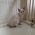 人見知りという概念がない子猫　メス　月齢約2ヶ月