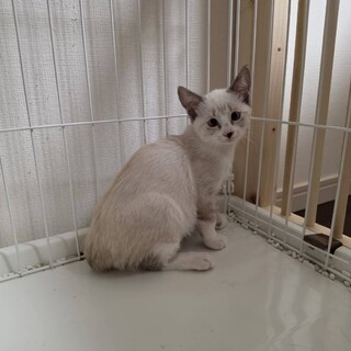 人見知りという概念がない子猫　メス　月齢約2ヶ月
