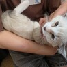 人見知りという概念がない子猫　メス　月齢約2ヶ月