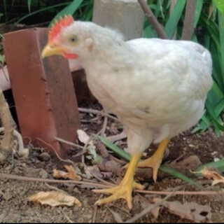 鶏のピヨピー