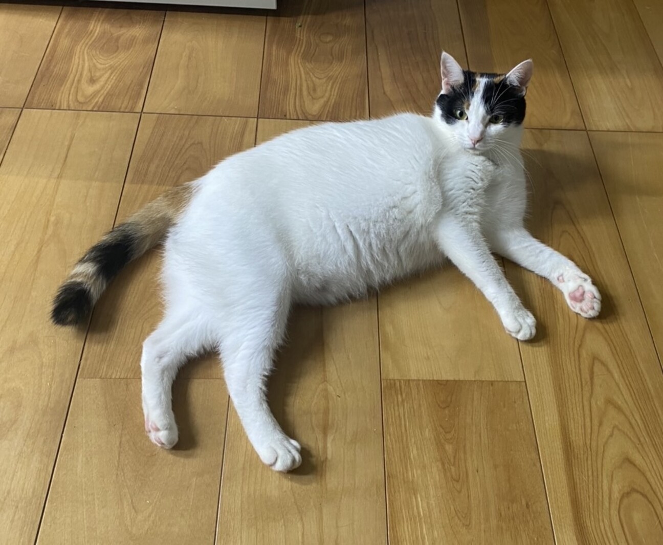 ぽってりお腹‪‪❤︎‬マイペースなキューちゃんの写真