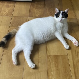 ぽってりお腹‪‪❤︎‬マイペースなキューちゃん