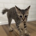 ひかるくん☆やんのかステップ上級者