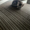 雑種　子猫4匹