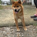 柴の甘々な男の子