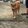 柴の甘々な男の子 サムネイル3