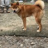 柴の甘々な男の子 サムネイル4