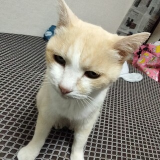 雑種のメス　　賢く甘えん坊な子です