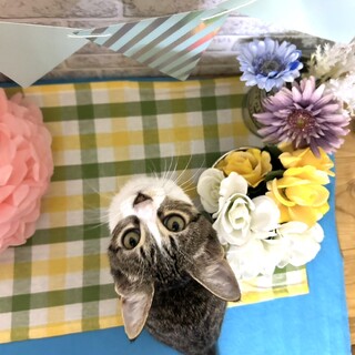 子猫「こもも」ちゃん（3カ月、白色、女の子）
