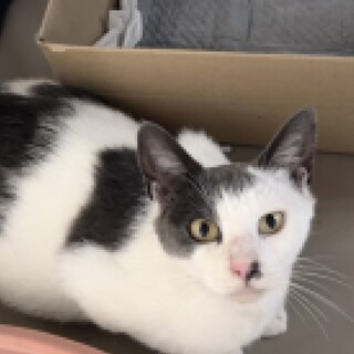 人慣れバッチリ！スリスリ大好きなハチワレちゃん