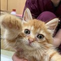 茶トラ子猫