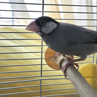 サクラ文鳥