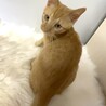 子猫のきすけくん（3カ月、茶トラ、男の子） サムネイル4