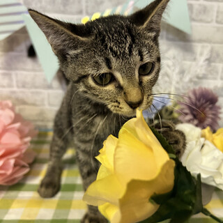 子猫「こもち」ちゃん（3カ月、グレー、キジ）