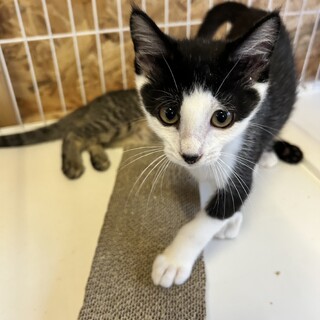 子猫「はち」くん（3カ月、ハチワレ、男の子）