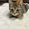 子猫「ふぉーく」ちゃん（3カ月、白色、女の子）