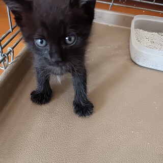 2ケ月❤人懐こい！甘えん坊❤オス黒猫ちゃん