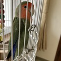 ２歳コザクラインコ