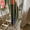 ２歳コザクラインコ サムネイル2