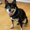元気いっぱいの5歳・黒柴の男の子！