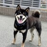 元気いっぱいの5歳・黒柴の男の子！