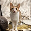 会ったその日から膝の上♡甘えん坊なミケちゃん