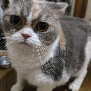 ふくちゃん、スコティッシュ
