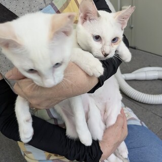 ほとんど白、２匹の姉妹はブルーアイ