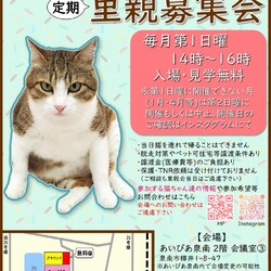 南泉州 保護猫たちの里親募集会(泉南市)