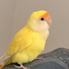 黄色の元気なコザクラインコちゃん サムネイル2