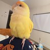 黄色の元気なコザクラインコちゃん サムネイル3